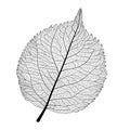Leaf vein, isolated. Royalty Free Stock Photo